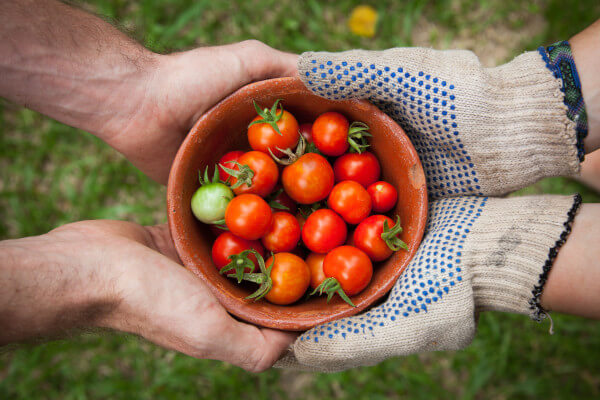 Image Grains de kéfir de fruits