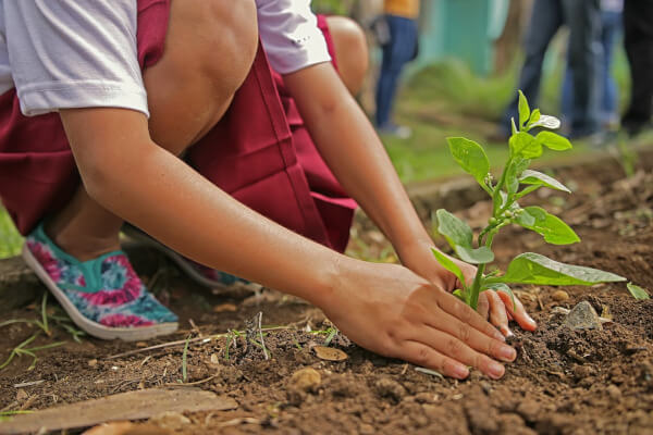 Conseils de jardinage